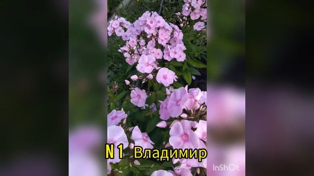 флокс Владимир