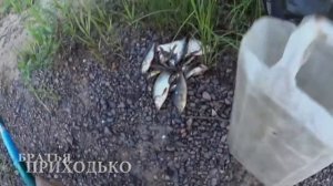 о чём канал  Братьев Приходько?