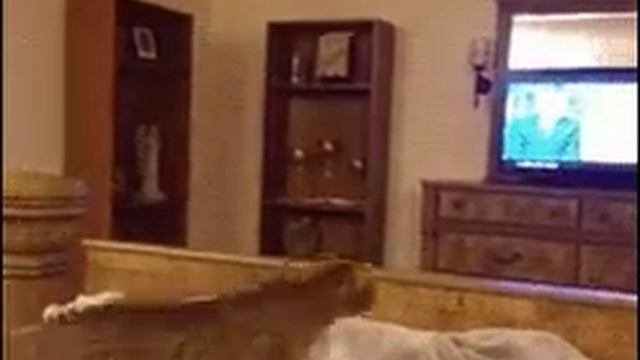 Как напугать кота. смотреть онлайн