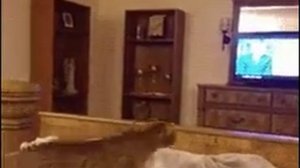 Как напугать кота.