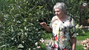 Как ВЫЛЕЧИТЬ Мучнистую Росу ✔️ Лучшие ПРЕПАРАТЫ От Мучнистой Росы ? Советы Садоводам От Хитсад ТВ