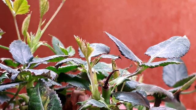 Рост розы. 6 часов за 10 секунд. смотреть онлайн