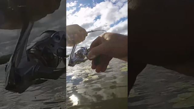 Рыбалка на Жереха. Река ОКА. блена ПАКО. ПАНТОН 21. #рыбалка #жерех #пако смотреть онлайн