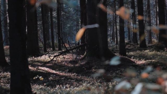 "Чудный осенний лес"(Беловежская пуща) Cinematic video Canon m50 + Helios 44-2(manual) + LUT. смотреть онлайн