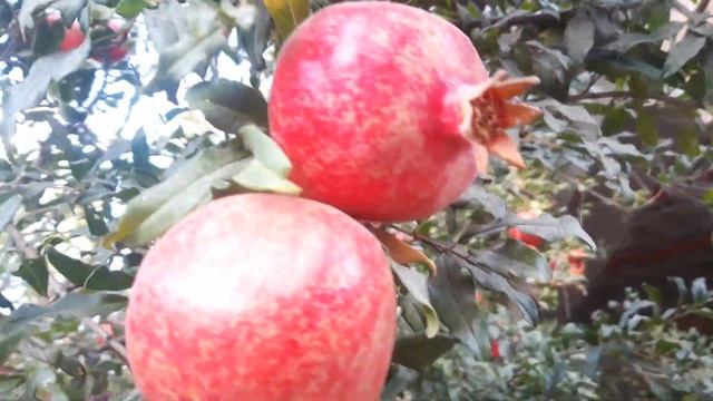 Дарахти Анор 2021г Точикистон смотреть онлайн