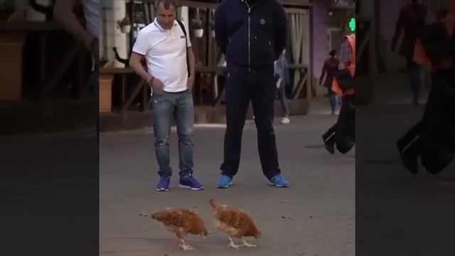 Це ястреб я думал це куры смотреть онлайн