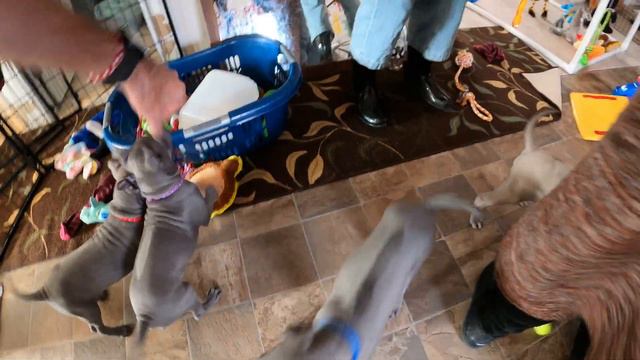 Cute and funny Thai Ridgeback puppy playing смотреть онлайн