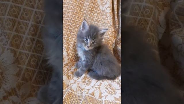 Котёнок мейн-кун, возраст 1 месяц и 1 неделя ☺ Окрас голубой мрамор... смотреть онлайн