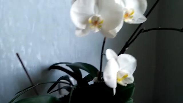 Групповая посадка белых фаленопсисов. Цветение. смотреть онлайн