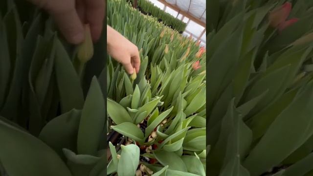 Обзор тюльпанов, сорт Барре Альта| Barre Alta смотреть онлайн