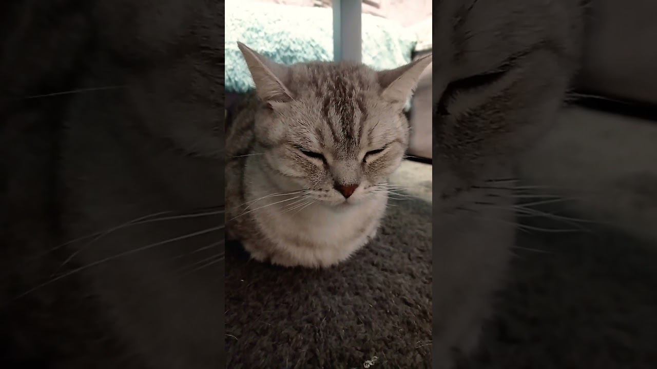 Милый котик #shorts смотреть онлайн