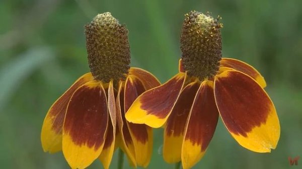 Ратибида (Ratibida)