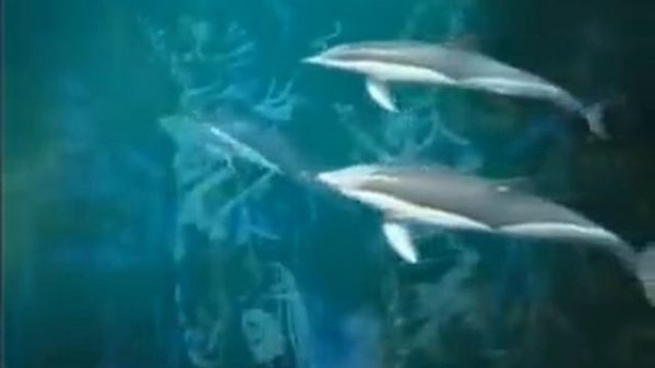 ENIGMA The Dream of The Dolphin