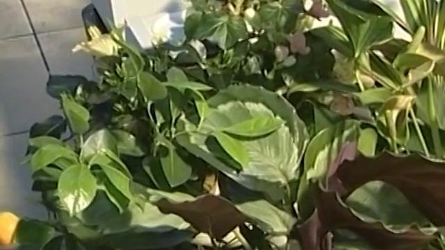 Земляника на гидропонике смотреть онлайн