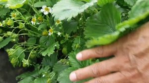 Клубника сорта сальса на 15. 04. 2019г