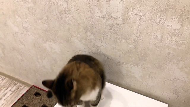 Ленивый пухлый кот Lazy cat Not jumping Energy saving mode cat Непрыгающий кот смотреть онлайн