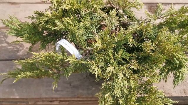 Можжевельник казацкий Тамарисцифолия (Tamariscifolia) смотреть онлайн