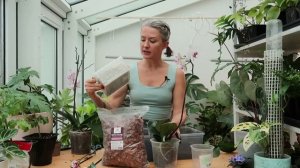 Спасаем орхидею с уценки / все нюансы посадки, пересадки и ухода за орхидеей фаленопсис