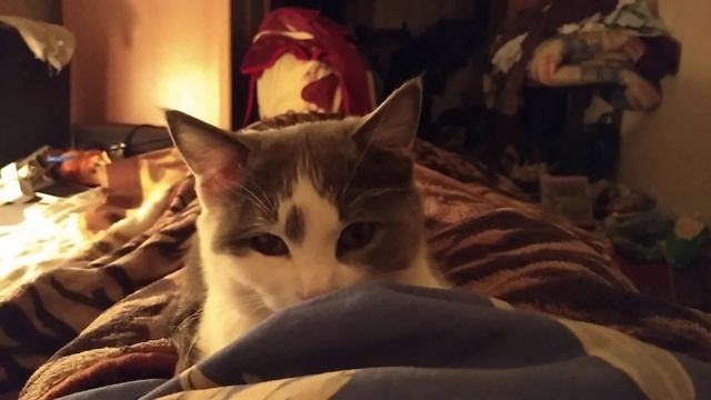 Мы проснулись. Доброго утра. смотреть онлайн