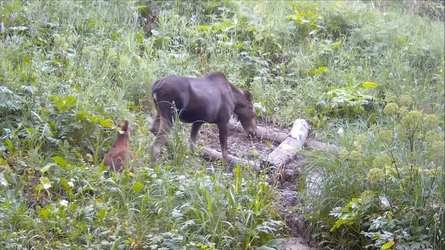 Отчет с фотоловушек 2. Смотри и отдыхай душой! смотреть онлайн