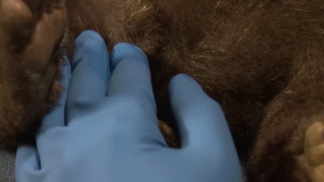 Veterinary Control\Ветеринарный контроль