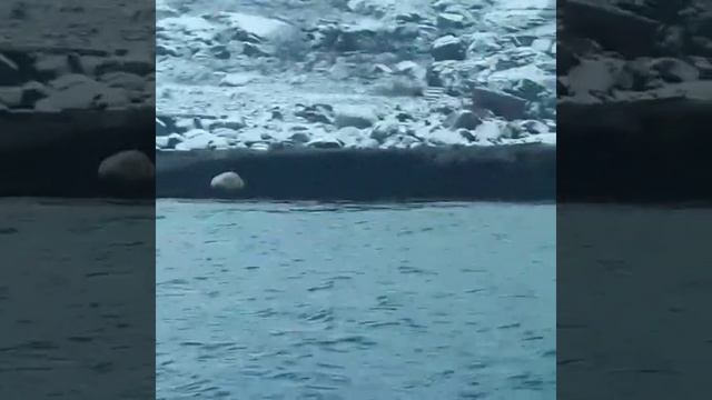 Огромный морской заяц смотреть онлайн