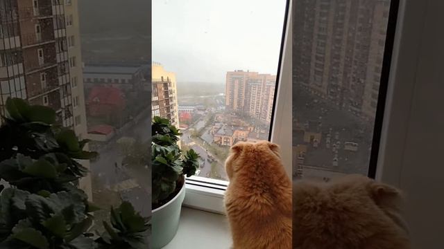 Шел 40 день февраля смотреть онлайн