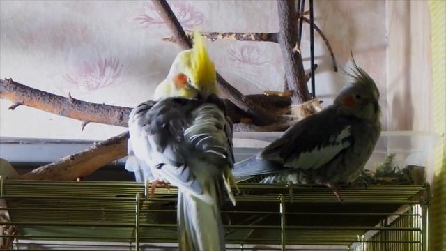 Вечерний уход попугая кореллы за оперением. смотреть онлайн