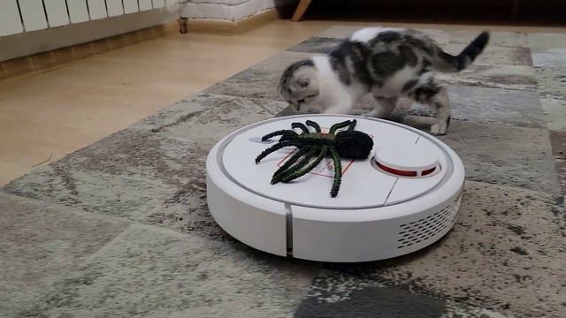 Шотландская Вислоухая Кошечка Лола играет с Роботом-пылесосом смотреть онлайн
