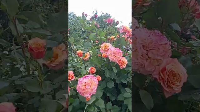 Роза Ла Вила Кота https://vk.com/pitomnik_roz_yspeh смотреть онлайн