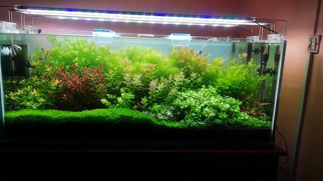 Dutch Style Planted Tank смотреть онлайн