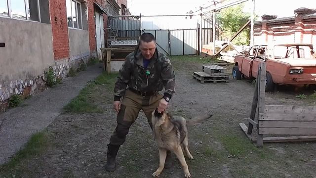 учим собаку трюк восьмерка 8 смотреть онлайн