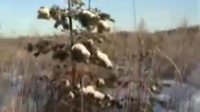 охота на кабана зимой смотреть онлайн