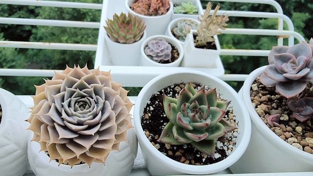 Уход и содержание суккулентов на карнизе за окном. Цветение орх на блоках( мимоходом) смотреть онлайн