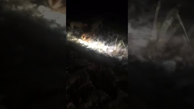 Казахская борзая -тазы смотреть онлайн