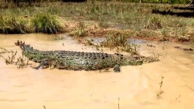 Facts: The Saltwater Crocodile смотреть онлайн