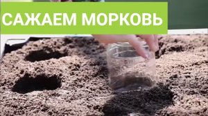 Сажаем морковь при помощи банки. Как легко посадить морковь.