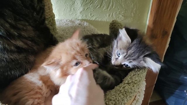 котята мейн-кун метисы 89263818274 смотреть онлайн