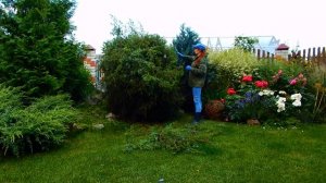 КАК ПОДСТРИЧЬ  БОЛЬШОЙ, КОЛЮЧИЙ  МОЖЖЕВЕЛЬНИК..