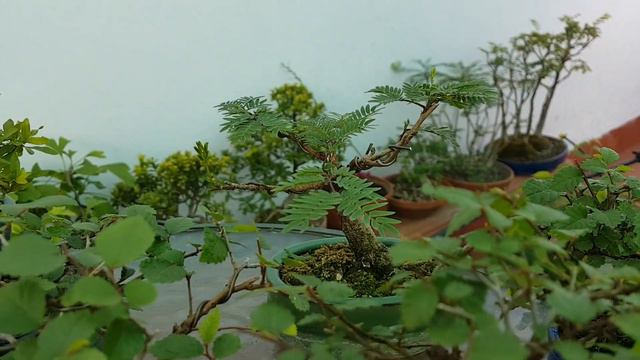 Proyectos de Bonsai tamaño mame смотреть онлайн