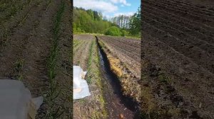 обработка картофеля от сорняка "Лазуритом"