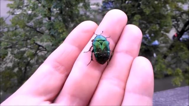 Живи и радуйся The release of the beetle live Cetonia aurata жук бронзовка смотреть онлайн