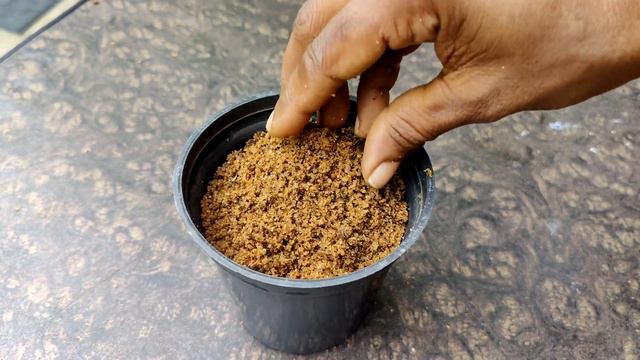 How to grow Adenium from Adenium stems || അഡീനിയം എങ്ങനെ കമ്പ് നട്ടു വളർത്തിയെടുക്കാം || Malayalam смотреть онлайн