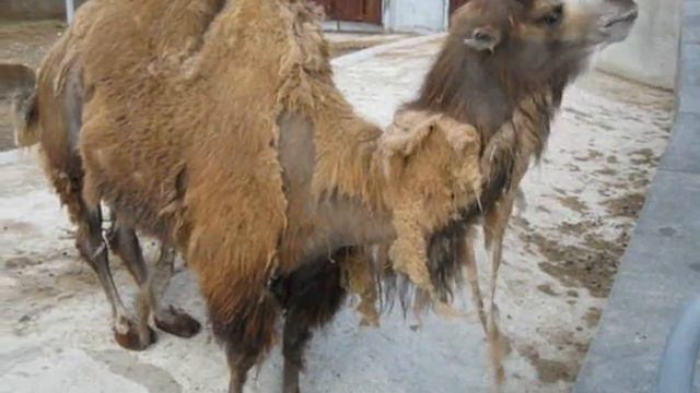 Зоопарк май 2011 год. смотреть онлайн