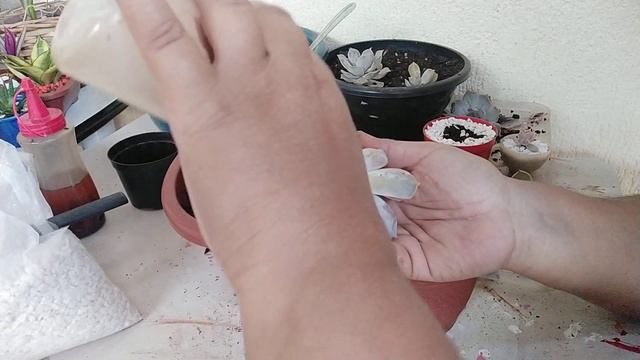 Suculenta: Echeveria Lilacina, Com dicas de Cultivo e crescimento... смотреть онлайн