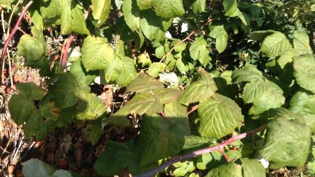 КТО ЖЕ ЕСТ КАПУСТУ В ОГОРОДЕ? смотреть онлайн