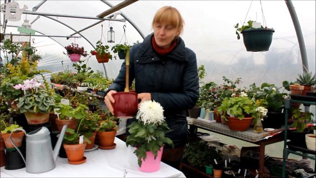 New plants смотреть онлайн