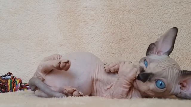 Бамбино -самая необыкновенная кошка смотреть онлайн