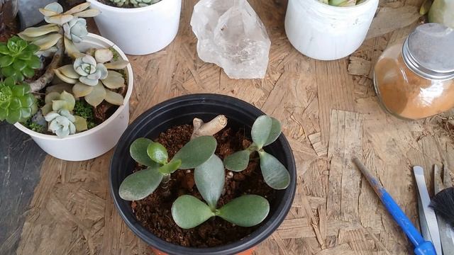 || REPOTTING JADE CUTTINGS || смотреть онлайн