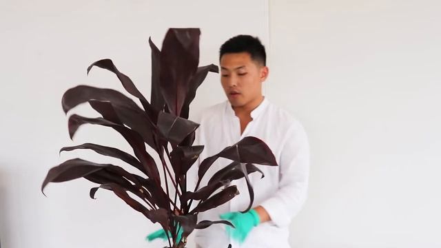 Indoor Plant Experiment Does Cordyline fruticosa Rubra grows well Indoor after 2months Plant Check смотреть онлайн